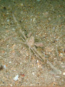 Inachus dorsettensis ?