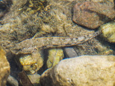 Inaturalist me propose Gobius cobitis. Est-ce lui ?