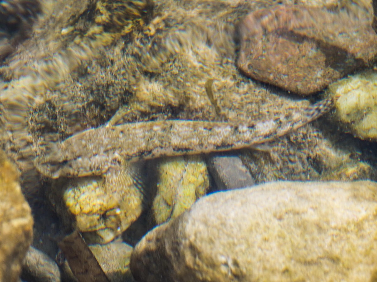 Inaturalist me propose Gobius cobitis. Est-ce lui ?