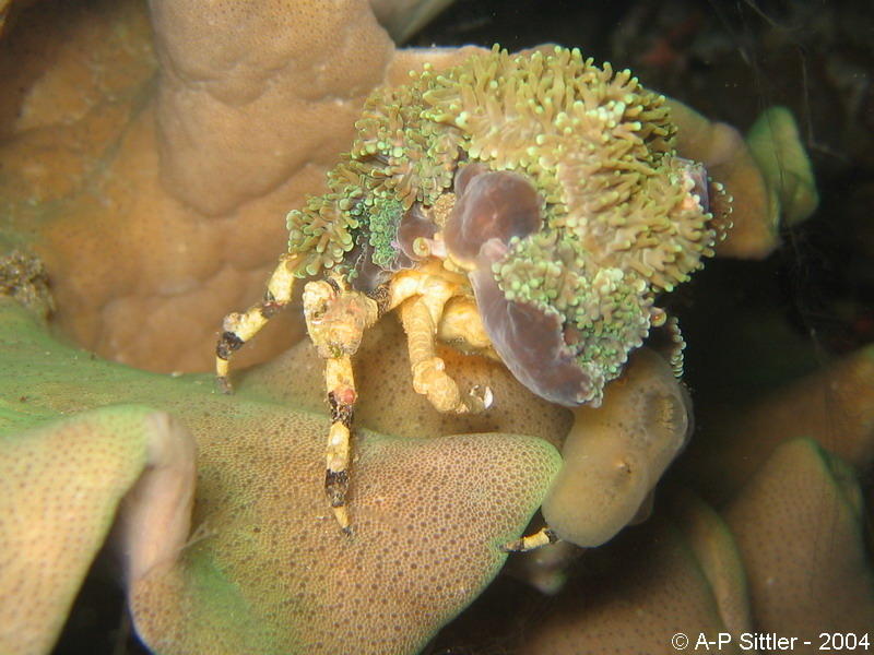 <p>Il s'agit d'un crabe-araignée décorateur, bien planqué sous un morceau d'éponge ! :-)</p><p>Un peu comme celle-là sous une anémone :</p>