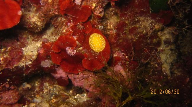 Inconnu, peut-être un nudibranche ? 