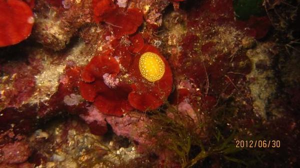 Inconnu, peut-être un nudibranche ? 