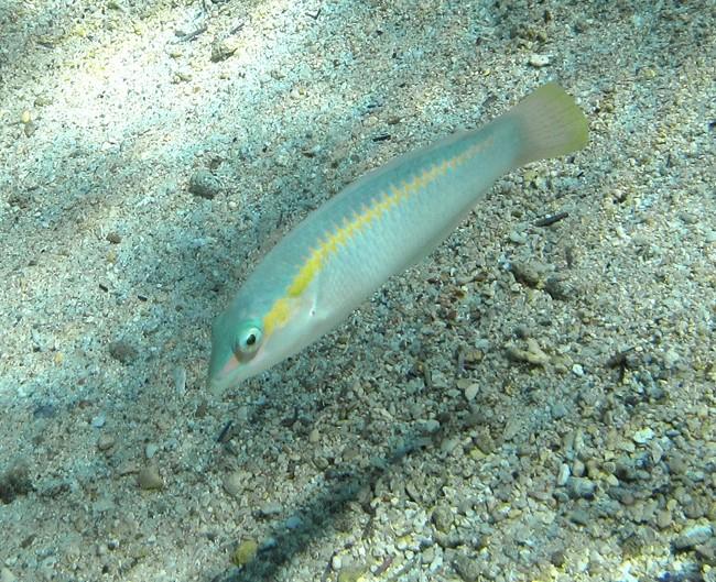 Il pourrait s'agir d'un juvénile d'Halichoeres scapularis, j'en ai vu avec la seule ligne jaune, et la photo, outre le flou et les couleurs estompé...