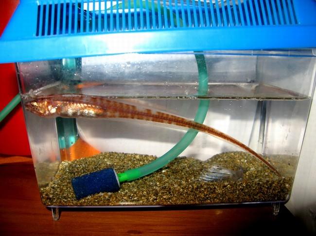 je pense aussi à un poisson thermomètre, voici un photo d'un poisson de la même famille(?) prise l'an dernier; ce spécimen m'avait été remis par un...