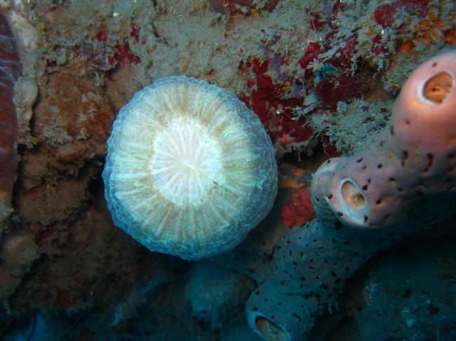 Et qu'en est-il pour cette espèce de corail solitaire, dont  j'ai également observé des individus plus colorés : blanchissement (ou blanchiment) ou...