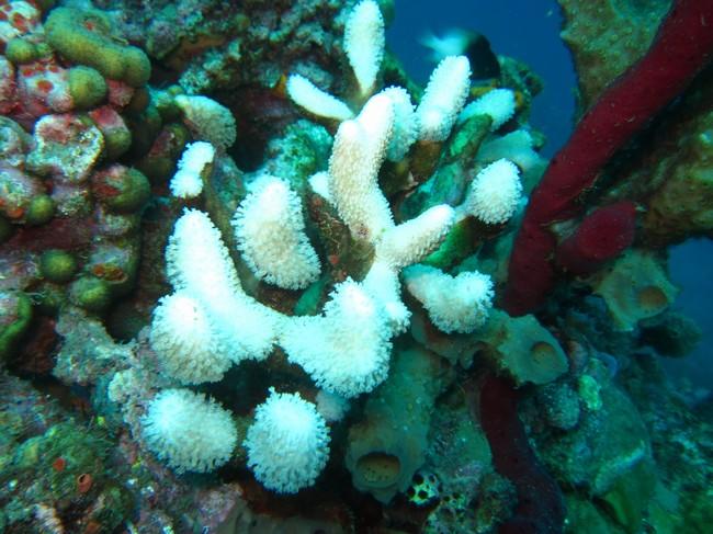 la dernière intervention d'Anne tombe à pic pour la question suivante : sur la photo jointe, est-ce du corail blanchi, ou des branches de corail mo...
