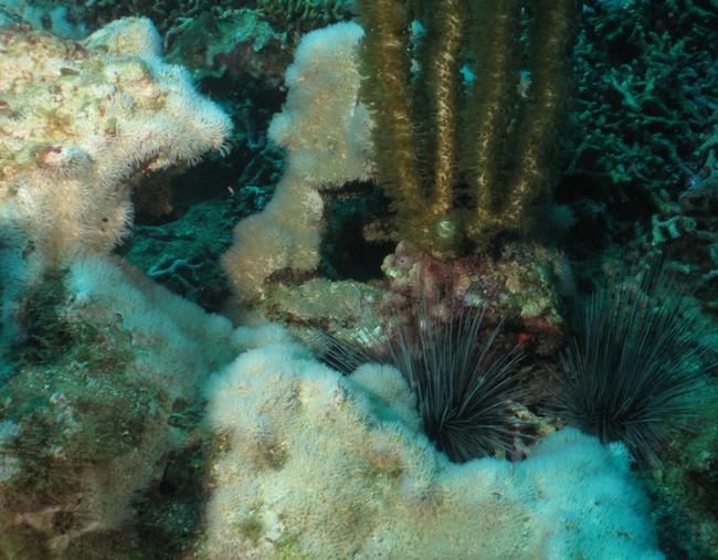 Peu de doutes : sur ta photo il s'agit bien d'un corail tout blanc. On distingue même les polypes et leurs petits bras pennés !<br />Alors que la g...