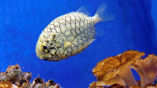 Indentification d'un poisson... en aquarium