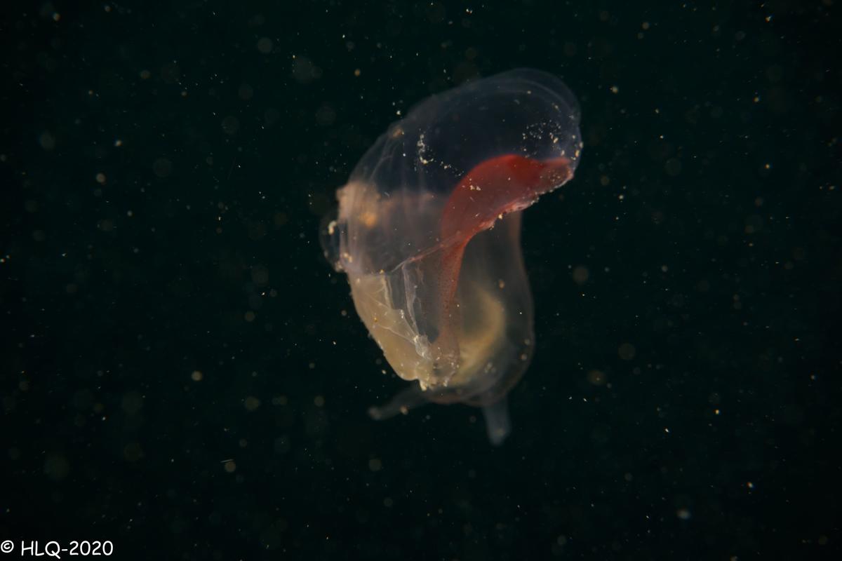 Individu environ 3/4 cm