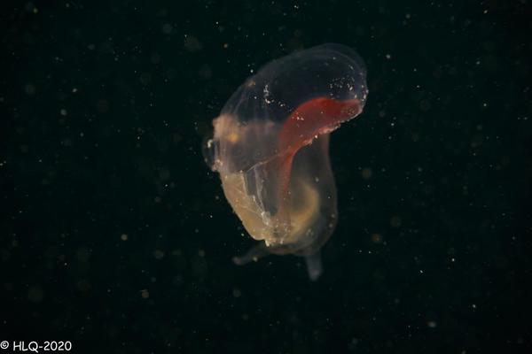 Individu environ 3/4 cm