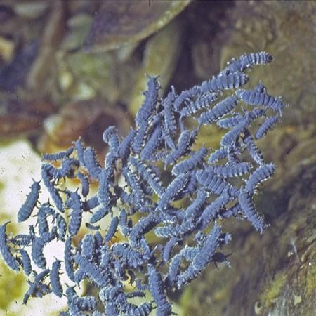 Je pense qu'il s'agit de Collembola (6 pattes, 2 antennes), groupe d'insectes normalement capable de sauter. L'espèce Anurida maritima est bleu, ma...