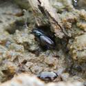 Insecte décolmatant les vases exondées d'eau douce