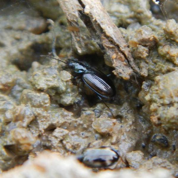 Insecte décolmatant les vases exondées d'eau douce