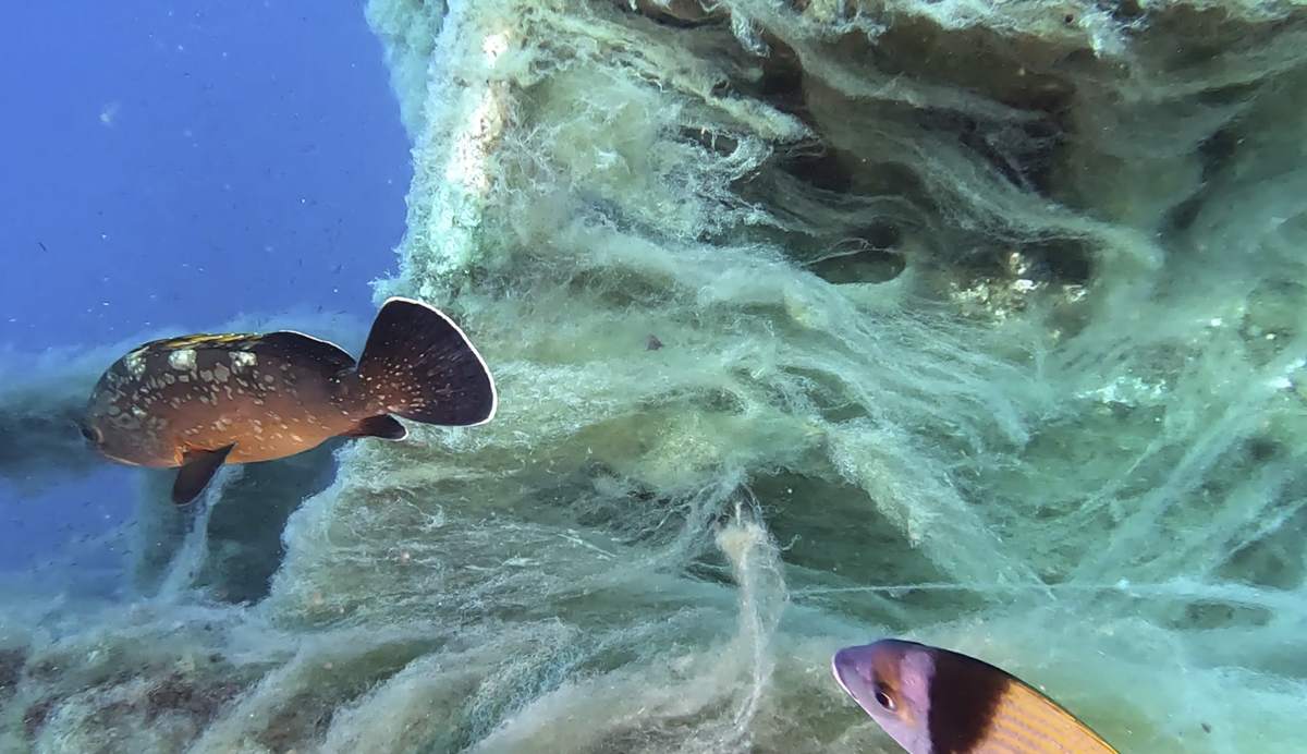 Invasion d'algues brunes filamenteuses en Méditerranée orientale ?
