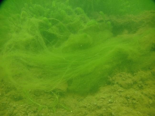 Bonsoir,<br /><br />ce type d'algues filamenteuses est malheureusement de plus en plus fréquent aussi bien en mer qu'en eau douce. A titre d'exempl...