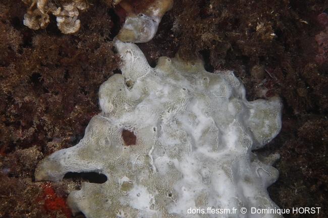 <p>sur la Cap d'Antibes, à -11m température 27°C plusieurs Petrosia ficiformis a priori en début de décomposition....</p><p>En profondeur les gorgo...