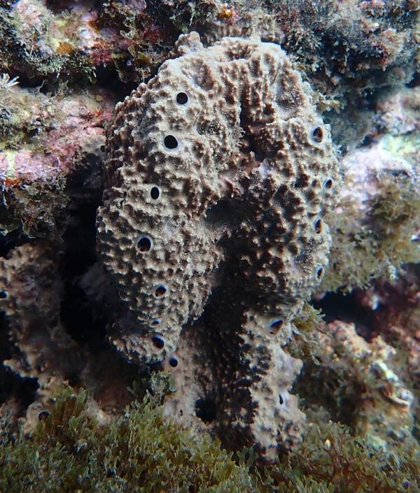 Ircinia fasciculata?