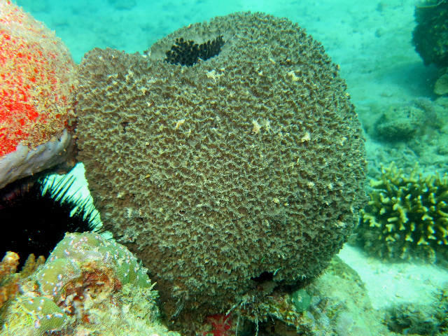 Autre photo prise au 1er Reef soit  7 m , couleur plus sombre, même consistance souple.  Oscules sombres regroupés au sommet  à l'intérieur d'une d...