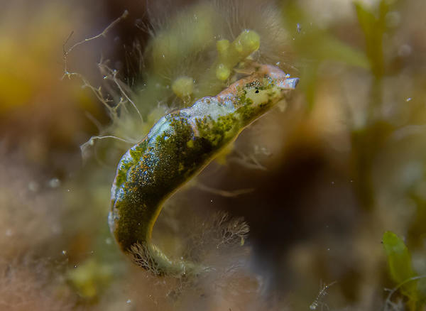 Is it Elysia gordonae?