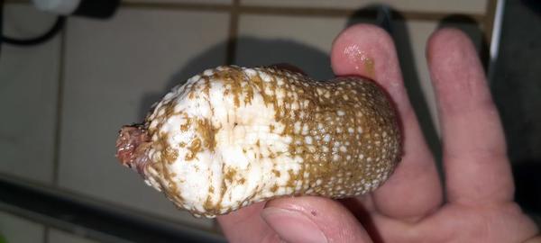 Is this an Holuthurida ? 