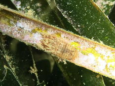 Isopode