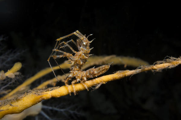 Isopode arcturide et juvéniles peut être d'une autre espèce