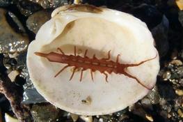 Isopode aux pattes griffues