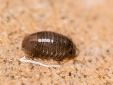 Isopode marin. Identifiable ?