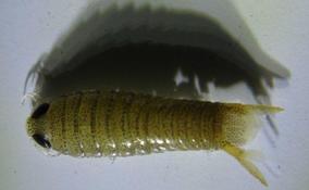 Isopodes dérivant sur polystyrène