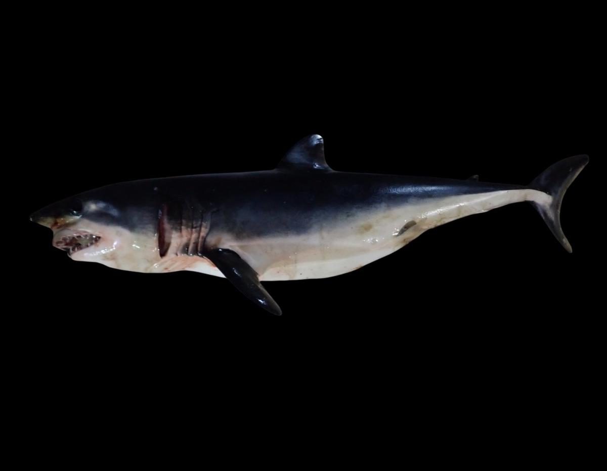 Isurus osyrinchos?