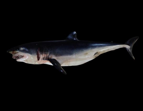 Isurus osyrinchos?