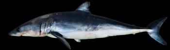 Isurus oxyrinchus?