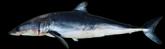 Isurus oxyrinchus?