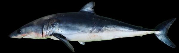 Isurus oxyrinchus?