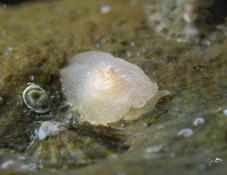 It is a Berthella sideralis? 