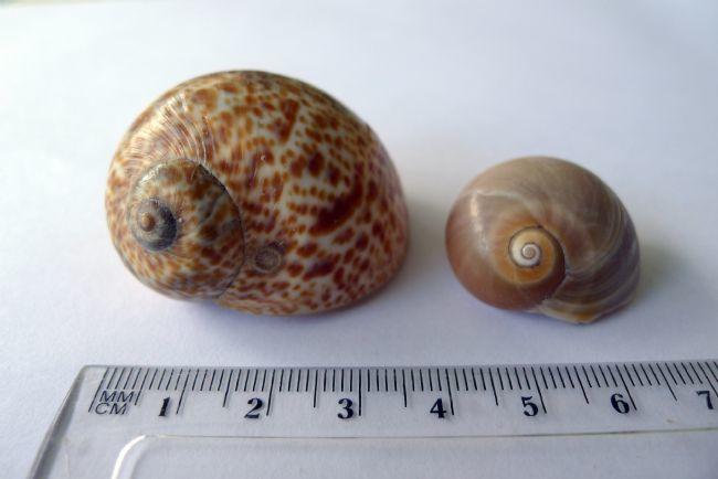 Merci pour l'information<br />Effectivement, il m'arrive de trouver également dans ce secteur des coquilles des deux espèces présentes sur la photo...