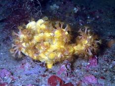 Je balnace entre du mimosa de mer ou du corail solitaire ?