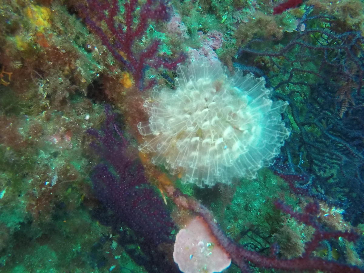 Je cherche à identifier cette « fleur sous marine »