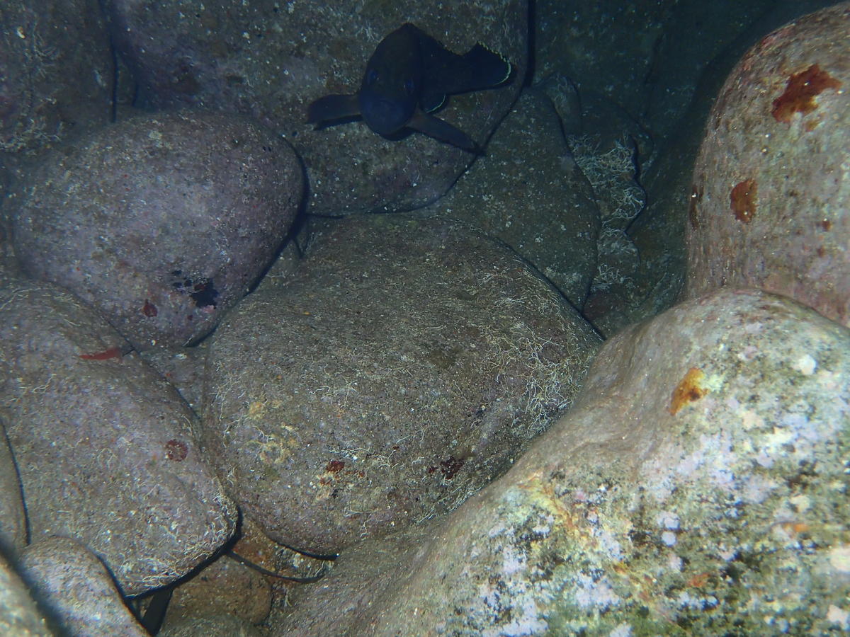 je cherche ce poisson vu à Alicudi (iles éolienne)