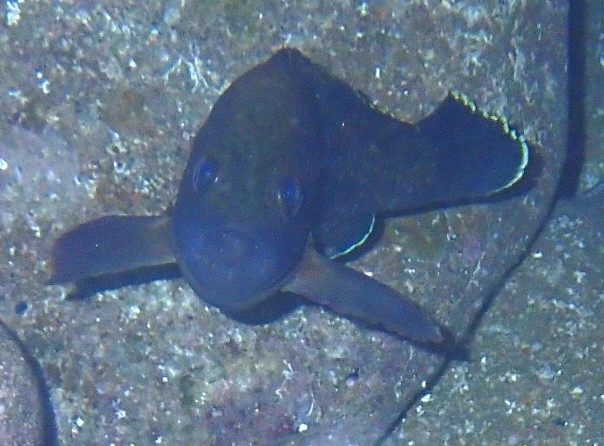 <p>Bonjour,</p><p>je pense à un jeune mérou brun : <i>Epinephelus marginatus </i>(Lowe, 1834), <a href="http://doris.ffessm.fr/ref/specie/474">http...
