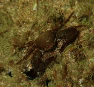 Je ne m'en sors pas avec les crabes !
