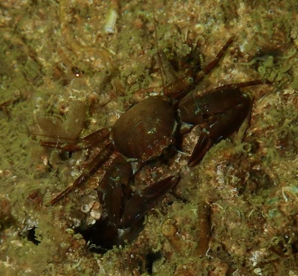 Je ne m'en sors pas avec les crabes !