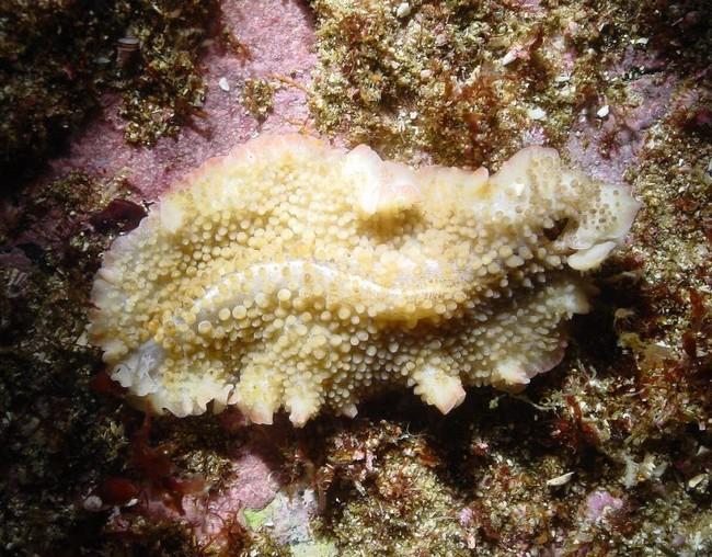 ATLANTIQUE EST<br /><br />Mais en Atlantique il existe un 3ème groupe de Thysanozoon/Acanthozoon : celui avec une bordure rose et une ligne blanche...