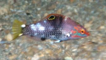 <p>+1 pour un jeune hortulanus</p>