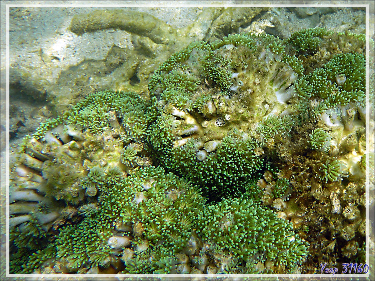 <p>Bonjour et merci  pour les réponses! </p><p>Je sais que le corail ne "fleurit" pas, d'ailleurs je l'ai mis entre guillemets, mais que ce sont se...
