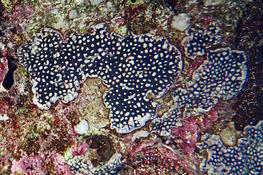 Je sèche sur ce "truc". Ascidie ou corail ? Nom de l'espèce ?