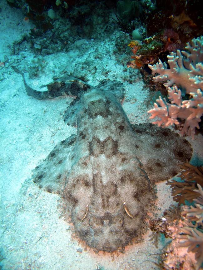 Oups j'avais oublié ce post ....<br />C'était un gros plan sur les barbillons d'une tête de Wobbegong (<em>Eucrossorhinus dasypogon</em> ou requin...
