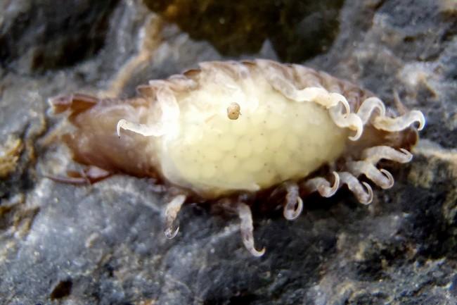 Bonjour,<br />Votre bestiole ressemble comme 2 gouttes d'eau à <em>l'Anilocra frontalis</em> sauf qu'elle est blanche et vit à l'intérieur de ses h...