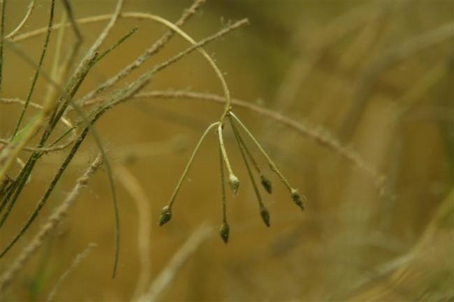 Il s'agit bien de la fleur d'une phanérogame : <em>Ruppia cirrhosa</em>, présentée<a href="http://inpn.mnhn.fr/isb/servlet/ISBServlet?action=Espece...