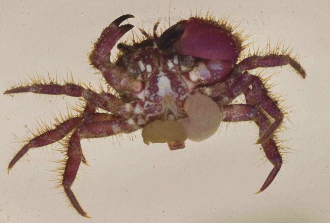 JeuDORIS Crabe mâle avec deux boules